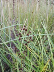 Juncus articulatus