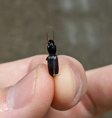 Stenomorphus californicus