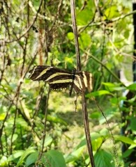 Heliconius charithonia vazquezae