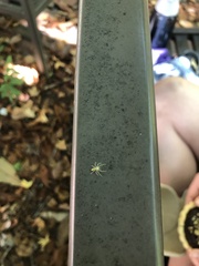 Lyssomanes viridis