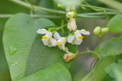 Cardiospermum halicacabum
