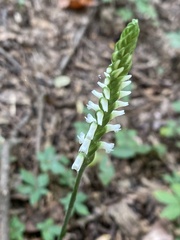 Spiranthes cernua