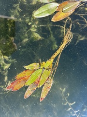 Potamogeton nodosus