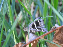 Grammodes bifasciata