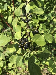 Rhamnus