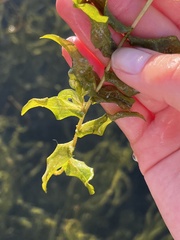 Potamogeton richardsonii