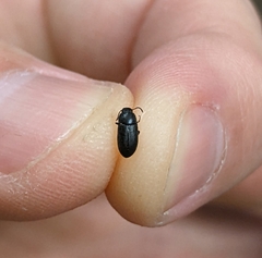 Blapstinus