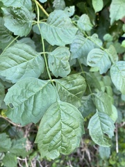 Tecomeae