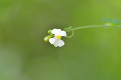 Cardiospermum halicacabum