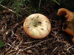 Lactarius deterrimus