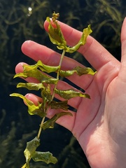 Potamogeton richardsonii