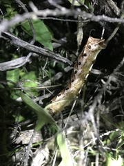 Agrius cingulata
