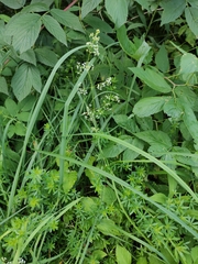 Galium mollugo