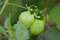 Cardiospermum halicacabum