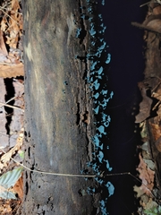 Chlorociboria aeruginascens