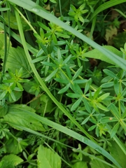 Galium mollugo