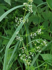 Galium mollugo