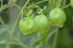 Cardiospermum halicacabum