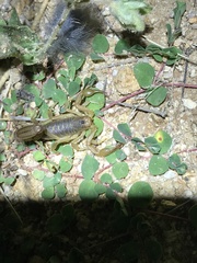 Paravaejovis spinigerus