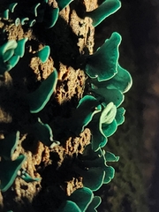 Chlorociboria aeruginascens