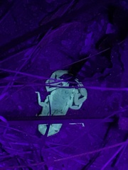 Paravaejovis spinigerus