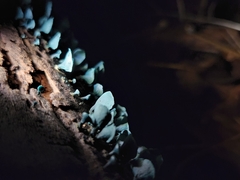 Chlorociboria aeruginascens