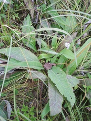 Cirsium heterophyllum