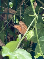 Dryas iulia moderata