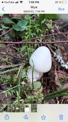 Amanita virosa