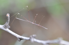Emesaya brevipennis