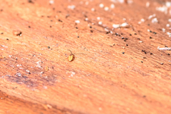 Uleiota planata