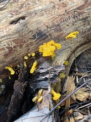 Dacrymyces capitatus