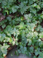 Aegopodium podagraria