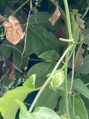 Dryas iulia moderata