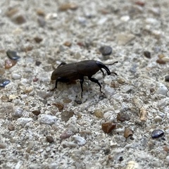 Sphenophorus coesifrons