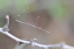 Emesaya brevipennis