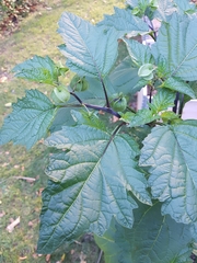 Nicandra physalodes