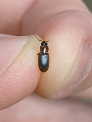 Stenolophus dissimilis