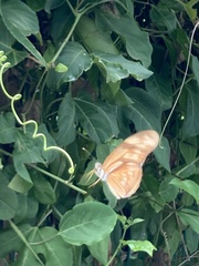 Dryas iulia moderata