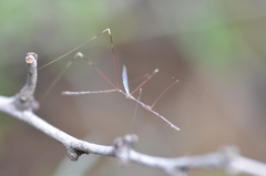 Emesaya brevipennis