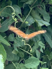 Dryas iulia moderata