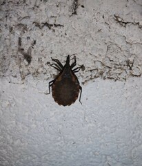 Triatoma