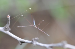 Emesaya brevipennis