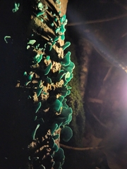 Chlorociboria aeruginascens
