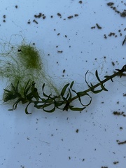 Elodea nuttallii