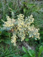 Artemisia ludoviciana