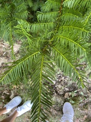 Taxaceae