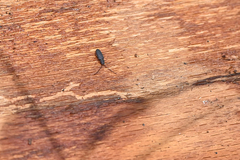 Uleiota planata