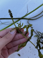Potamogeton richardsonii