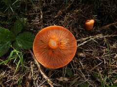 Lactarius deterrimus